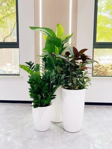 找余姚绿化修剪公司？这里有超专业的绿植养护秘籍！